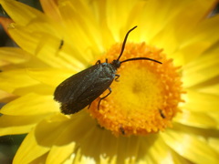 Turneriprocris dolens