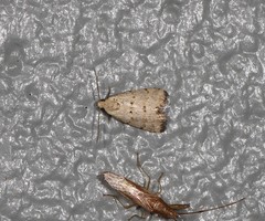 Narangodes