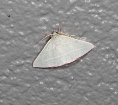 Oenochroma infantilis
