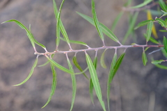 Salix mucronata woodii