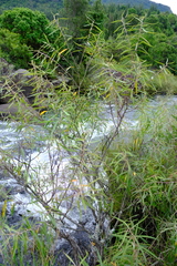 Salix mucronata woodii
