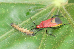 Dindymus sanguineus