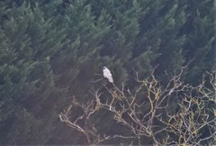 Corvus corone corone