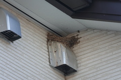 Hirundo rustica