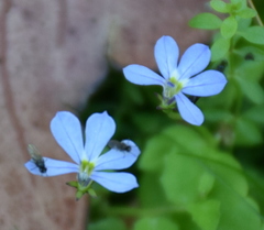Lobelia beaugleholei