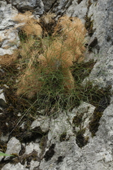 Peucedanum longifolium