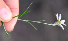 Athrixia angustissima