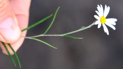 Athrixia angustissima