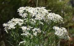 Olearia glandulosa