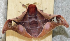 Holocerina smilax
