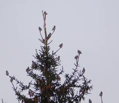 Bombycilla garrulus