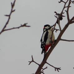 Dendrocopos major