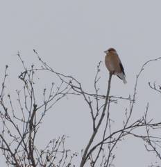 Coccothraustes coccothraustes