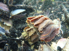 Trophon geversianus