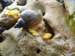 Trophon geversianus