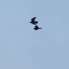 Corvus corax