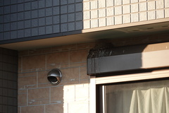 Hirundo rustica