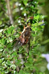 Scaptia maculiventris