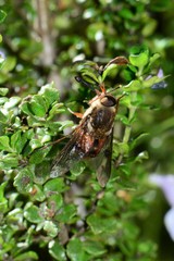 Scaptia maculiventris