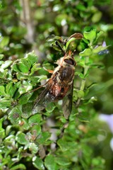 Scaptia maculiventris