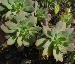 Aeonium percarneum image