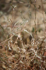 Petrosimonia triandra
