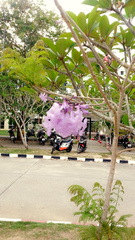 Jacaranda