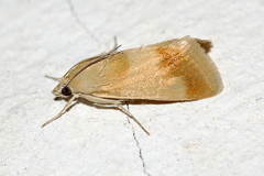 Tegostoma moeschleri