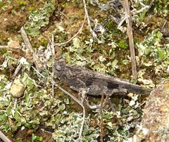 Oedipoda canariensis