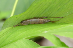 Palaeoagraecia