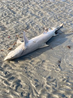 Sicklefin lemon shark (Negaprion acutidens) — Carcharhinidae — 2