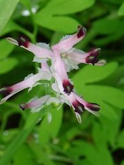Fumaria parviflora