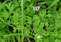 Fumaria parviflora