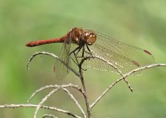 Sympetrum nigrifemur