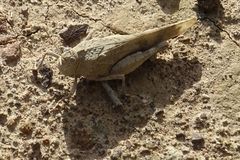 Oedipoda canariensis