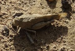 Oedipoda canariensis