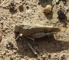 Oedipoda canariensis