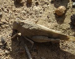 Oedipoda canariensis