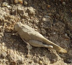 Oedipoda canariensis