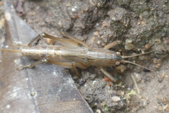 Palaeoagraecia