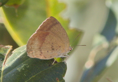 Arhopala fulla
