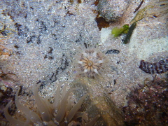 Parabunodactis imperfecta