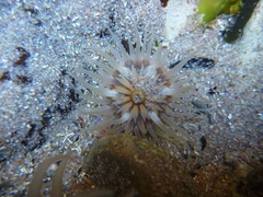 Parabunodactis imperfecta