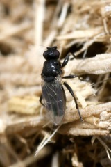 Ischiolepta