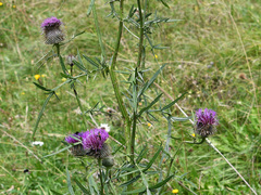 Cirsium eriophorum