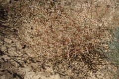 Petrosimonia triandra
