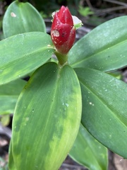 Costus woodsonii