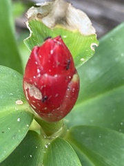Costus woodsonii