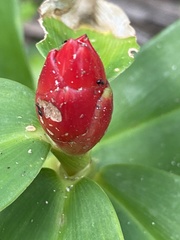 Costus woodsonii
