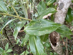 Costus woodsonii